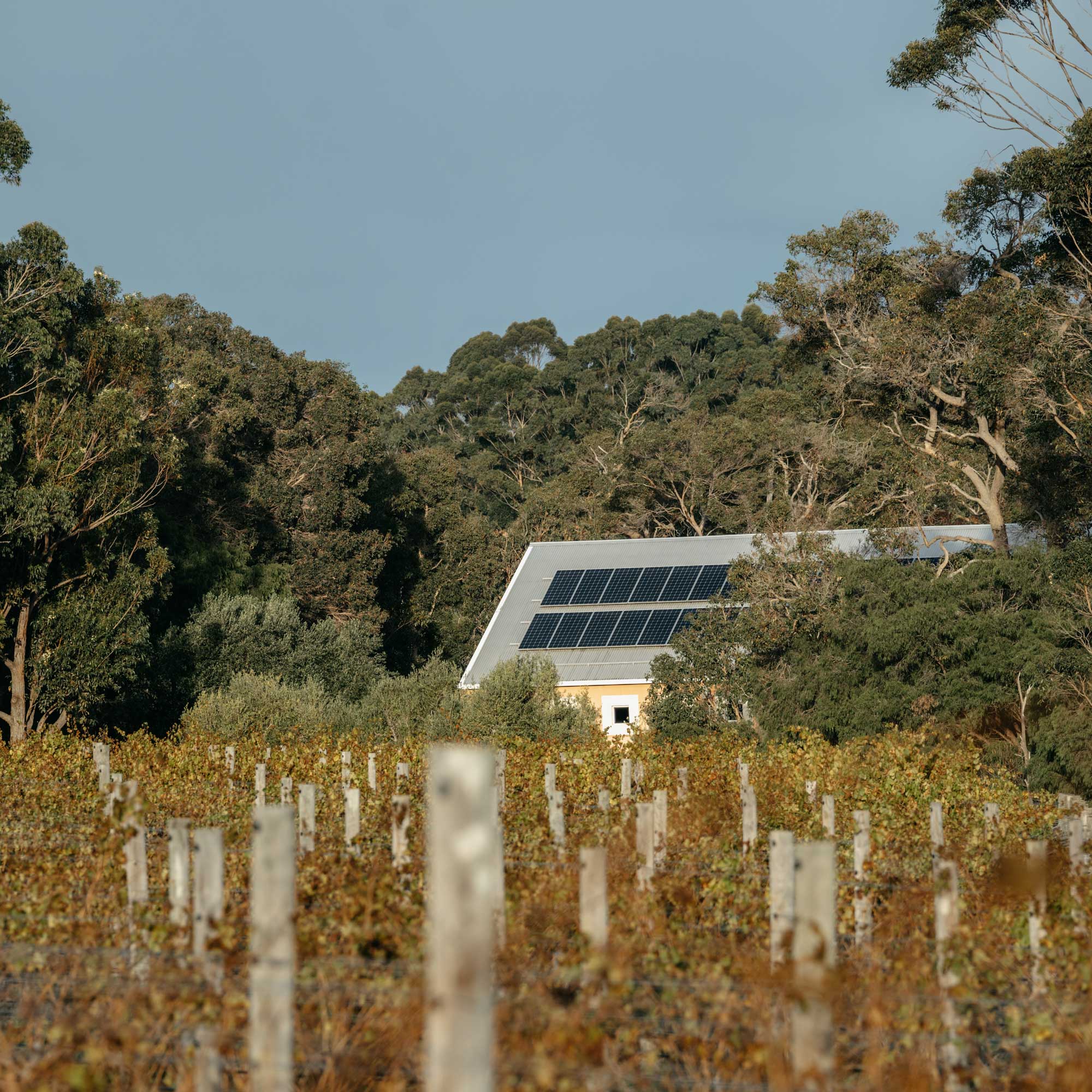 Fermoy Estate Cellar Door exterior from across the vineyard with typical Margaret River bushland in the background.