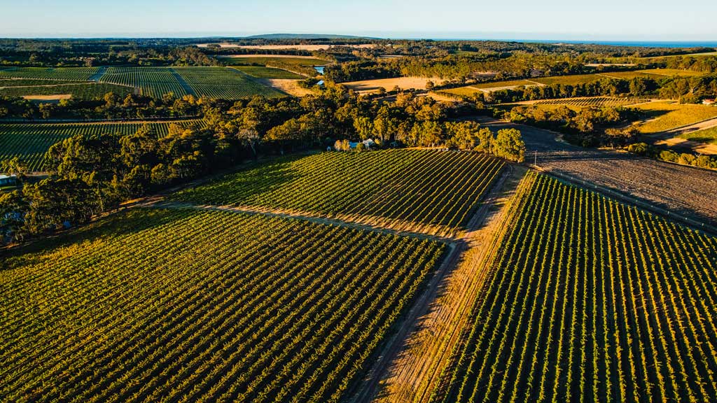 Golden sunset over Fermoy Estate vineyard in Margaret River, with neat rows of vines stretching into the distance.