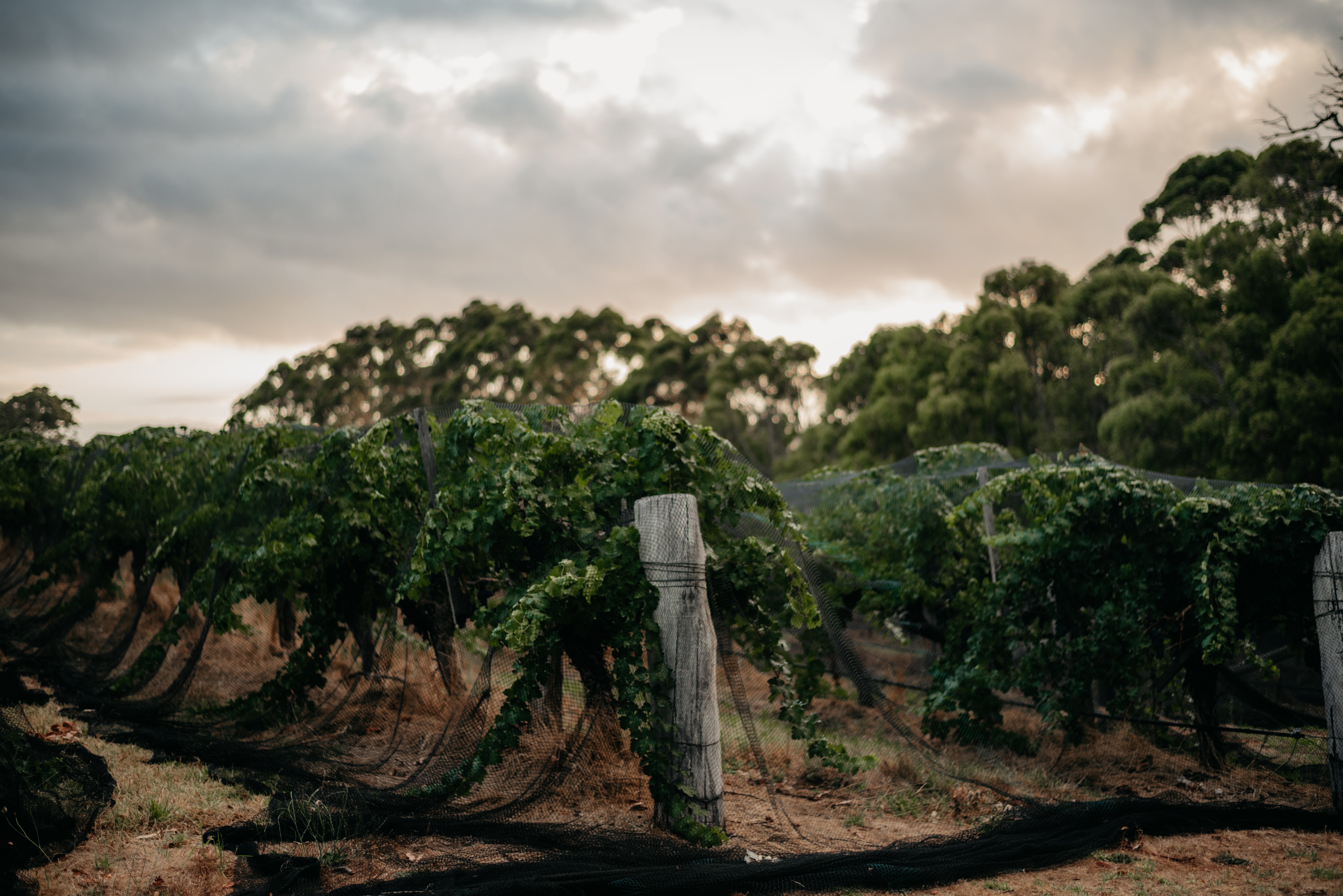 Fermoy Estate vines covered with protective nets ahead of harvest in Margaret River